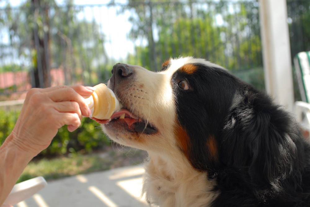 Commercial Ice Cream Machines are catering to canines